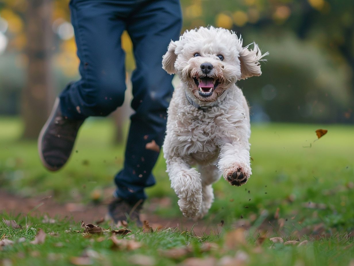 Compréhension de pourquoi les chiens s'enfuient